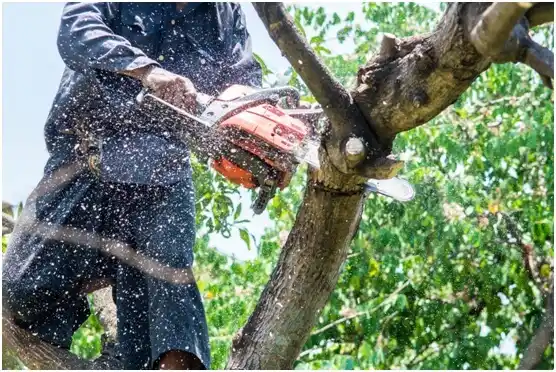 tree services Southmont